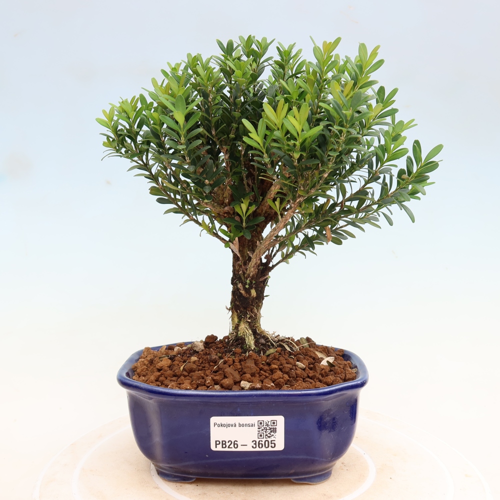 Bonsaï de chambre - Buxus harlandii - buxus liège