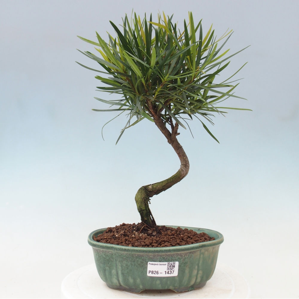 Salle bonsaï - Podocarpus - If en pierre