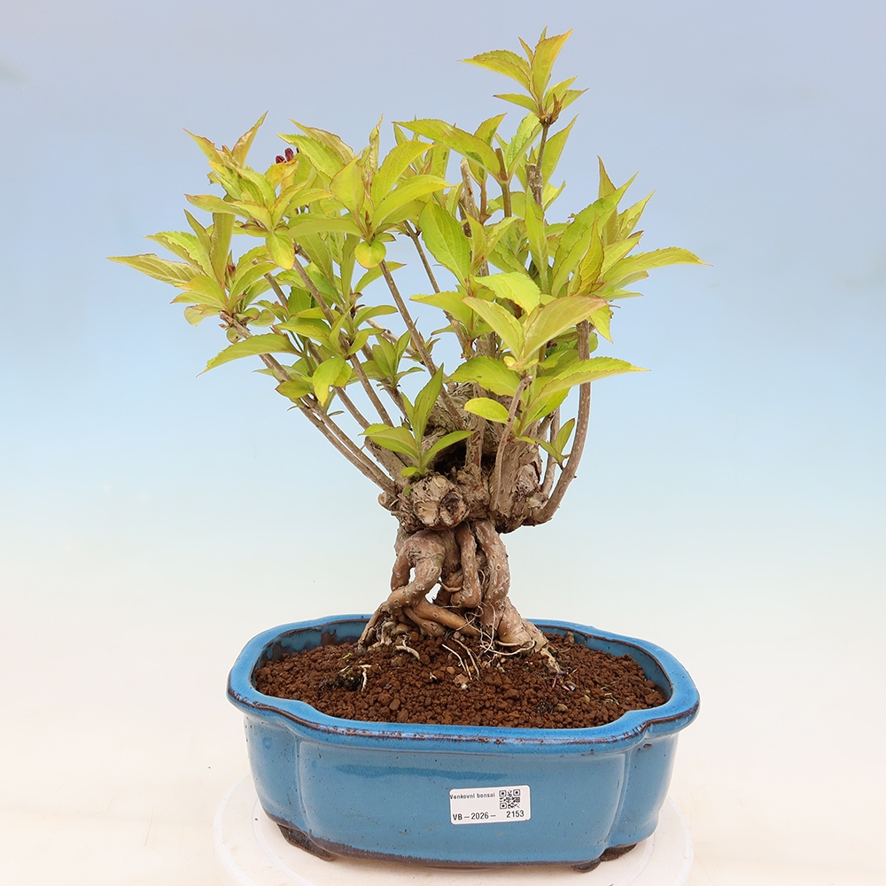 Bonsaï d'extérieur - Weigela subsessilis - Weigela de Corée