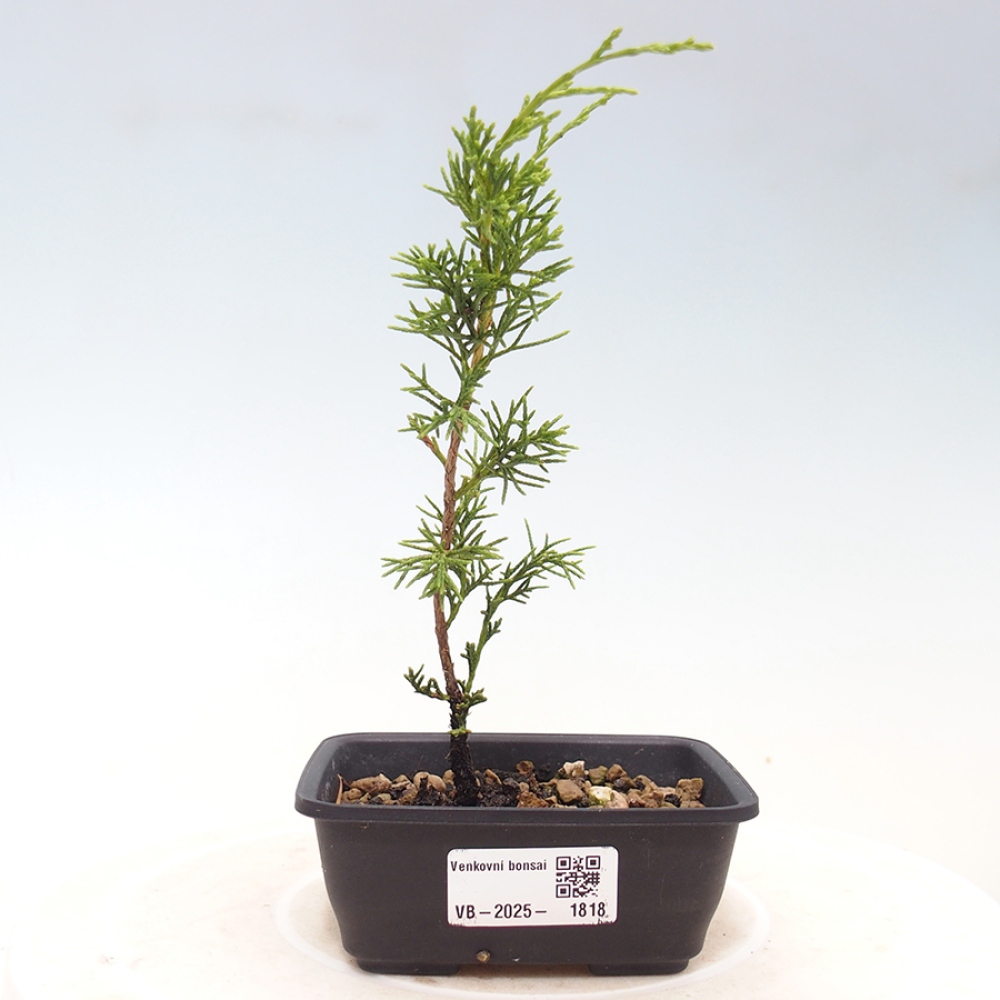 Bonsaï d'extérieur - Juniperus chinensis Itoigawa