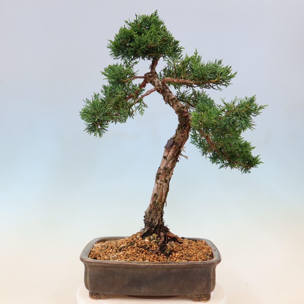 Bonsaï d'extérieur - Juniperus chinensis Kishu