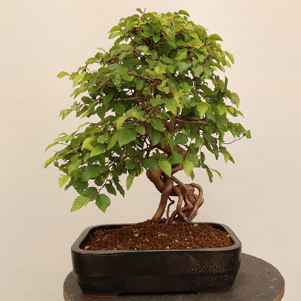 Bonsaï d'extérieur -Carpinus Coreana - Charme de Corée