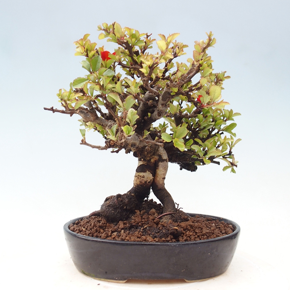 Bonsaï d'extérieur - Chaneomeles speciosa - Coing