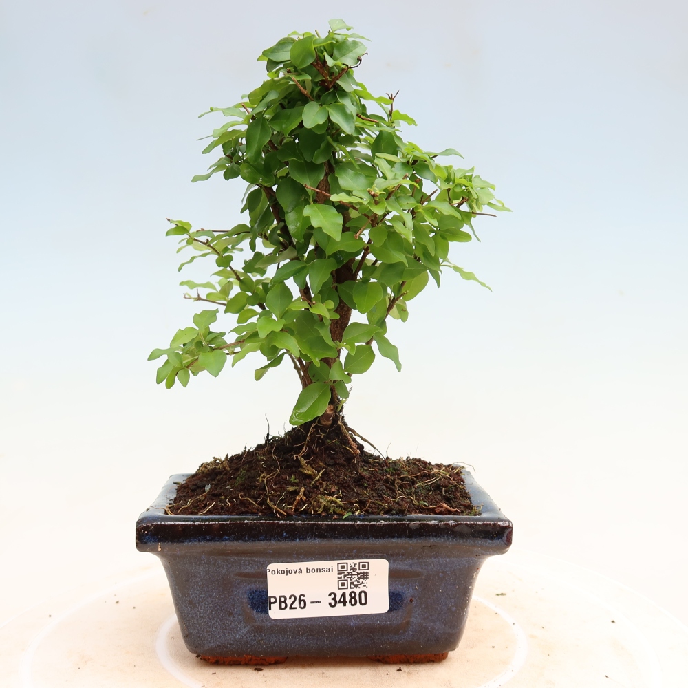 Bonsaï de chambre -Ligustrum chinensis - Bec d'oiseau