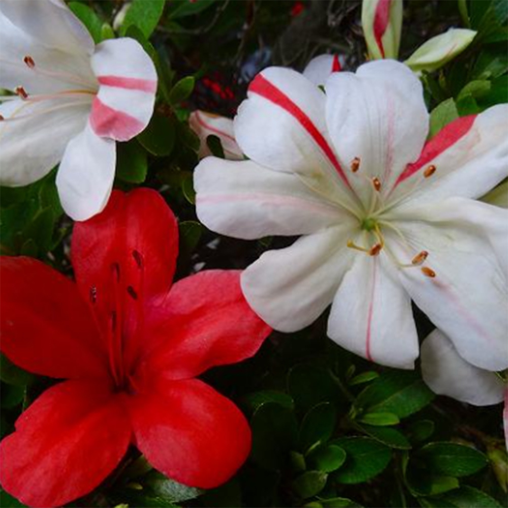 Bonsaï d'extérieur - Azalée japonaise - Azalea Nishikie