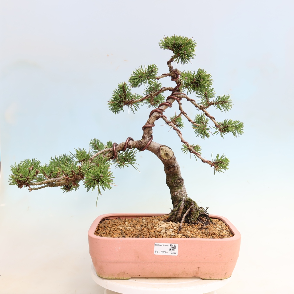 Bonsaï d'extérieur - Pinus mugo Humpy  - Pin nain