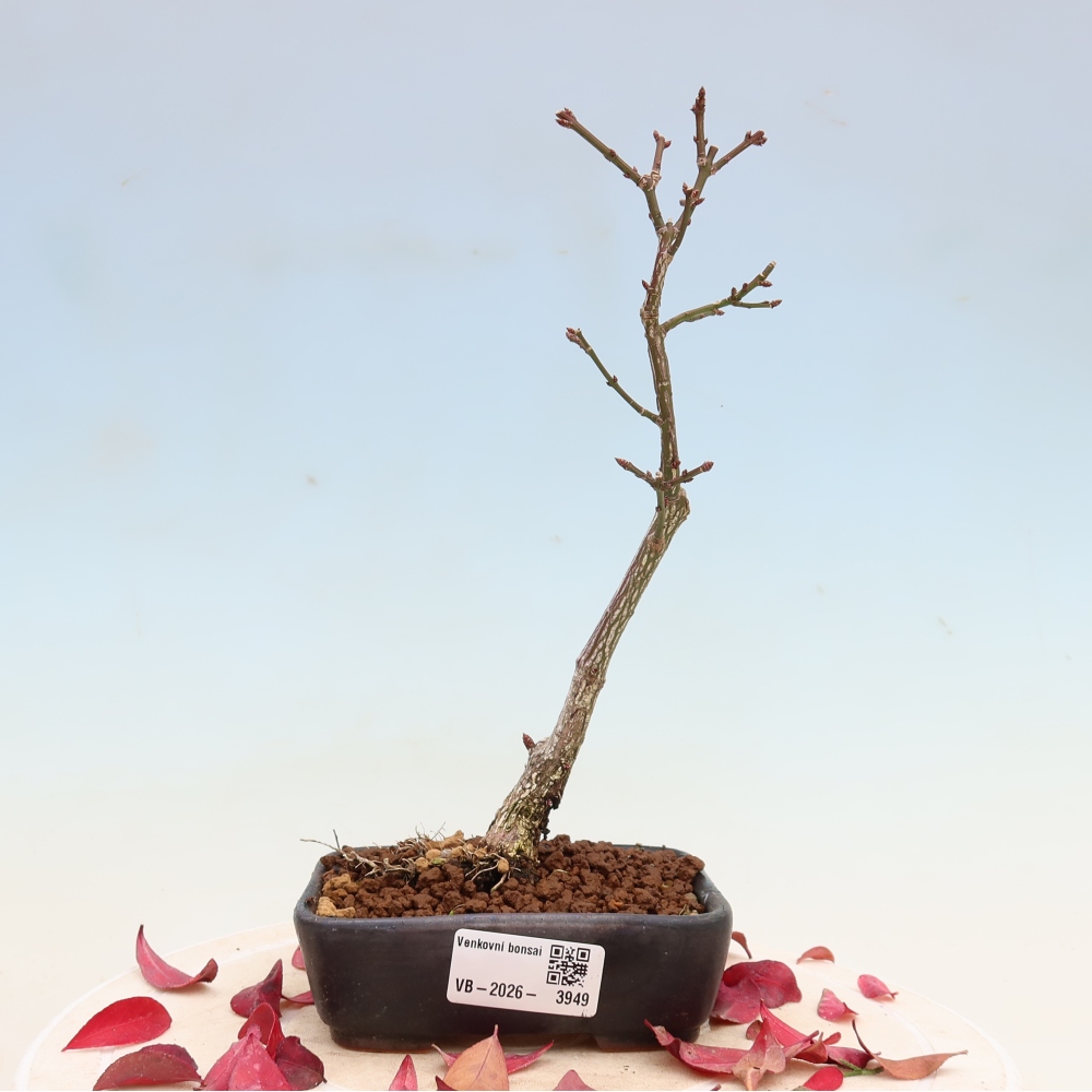 Bonsaï d'extérieur -  Euonymus alatus comactus  - fusain ailé