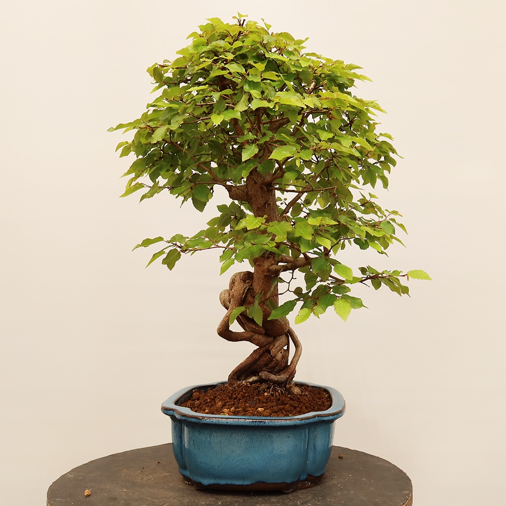 Bonsaï d'extérieur -Carpinus Coreana - Charme de Corée