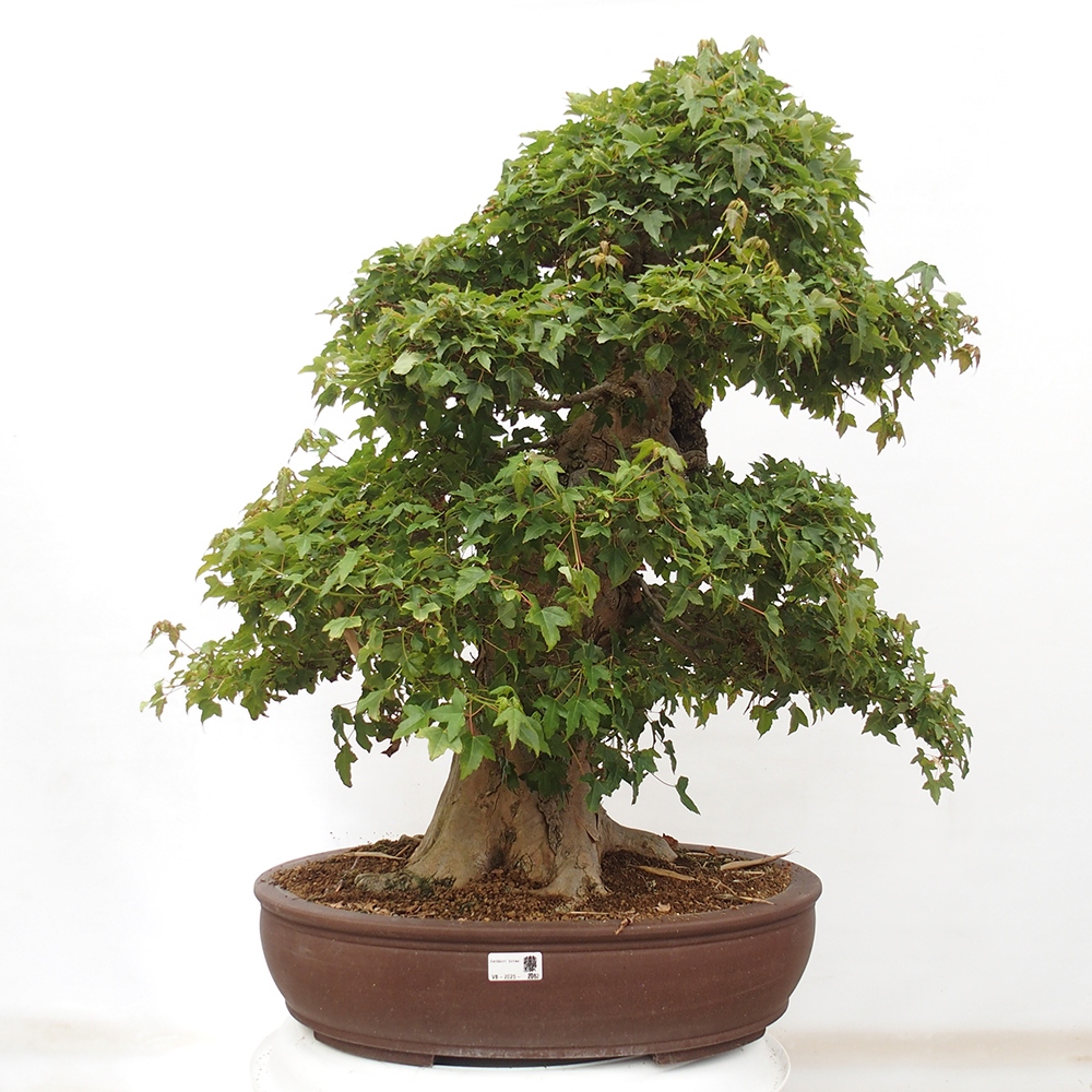 Bonsaï d'extérieur - Acer Buergerianum - Burger Maple