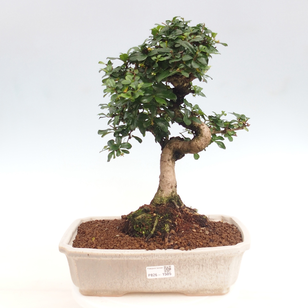 Bonsaï de chambre - Carmona macrophylla - Tea fuki