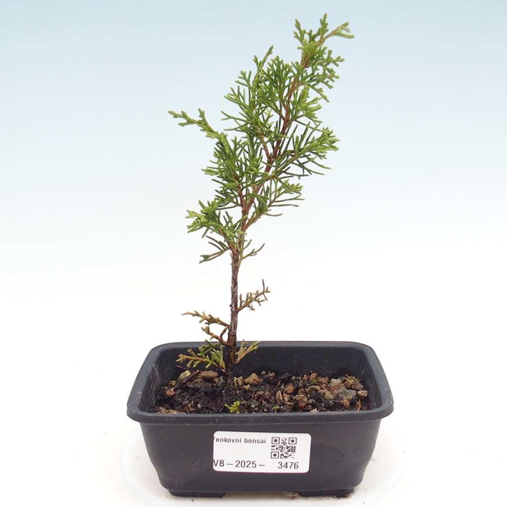 Bonsaï d'extérieur - Juniperus chinensis Itoigawa