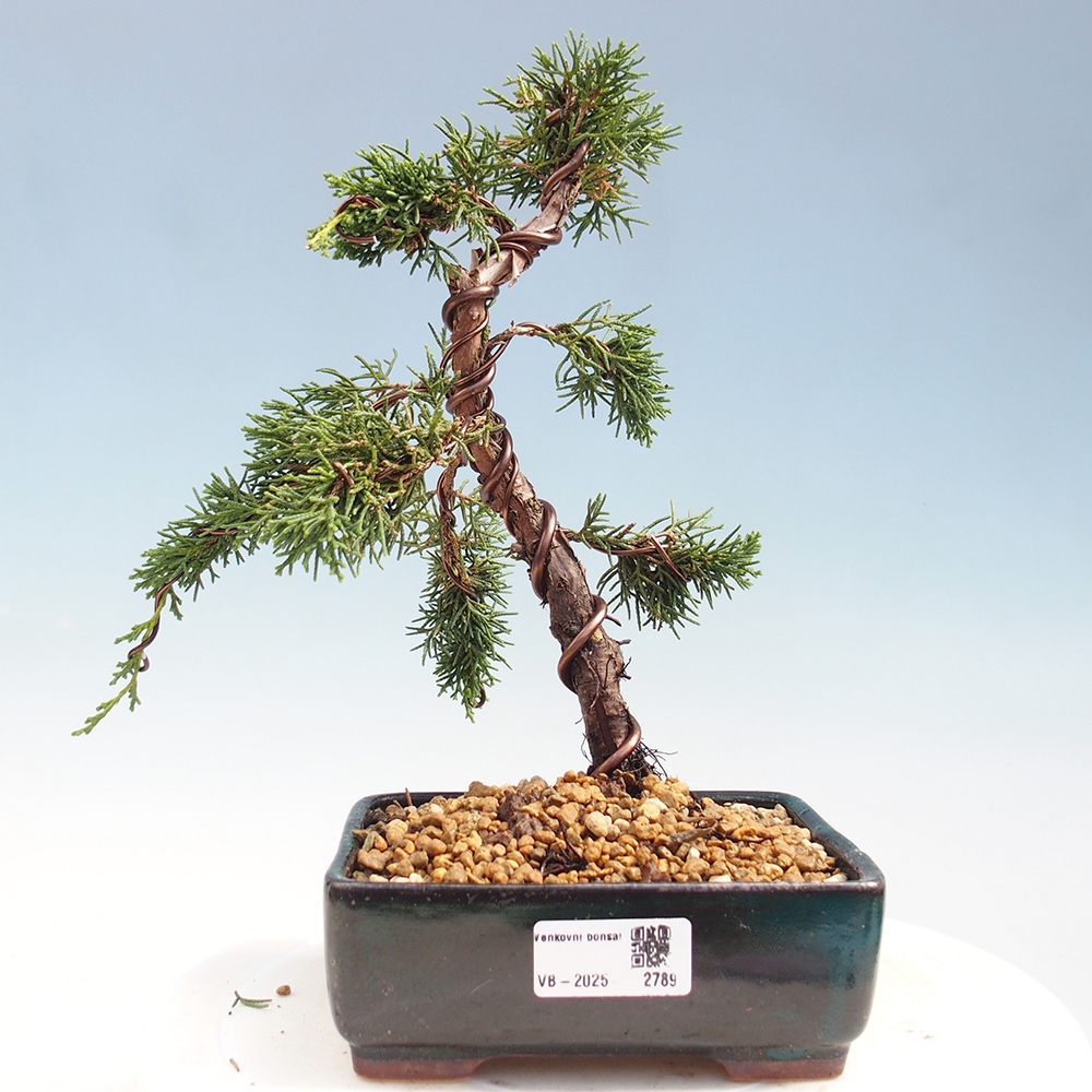 Bonsaï d'extérieur - Juniperus chinensis Kishu