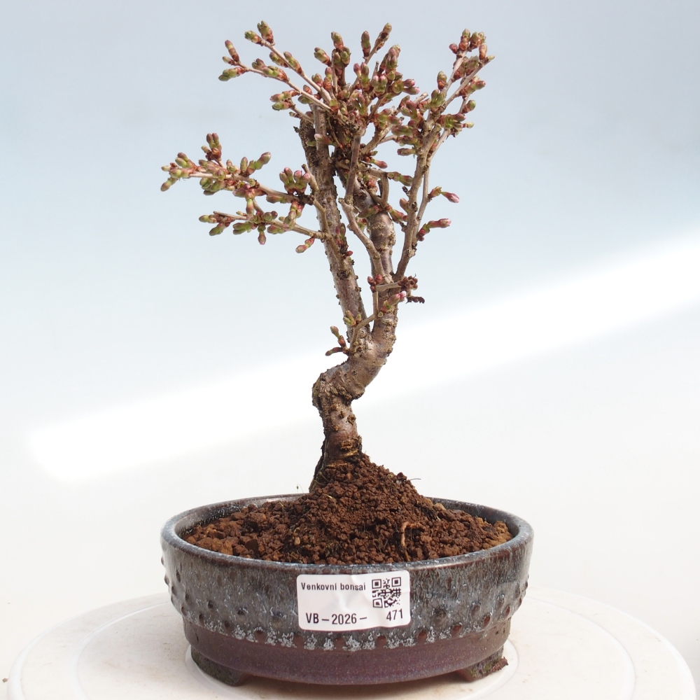 Bonsaï d'extérieur - Prunus incisa Kojou-no mai-Plivon découpé
