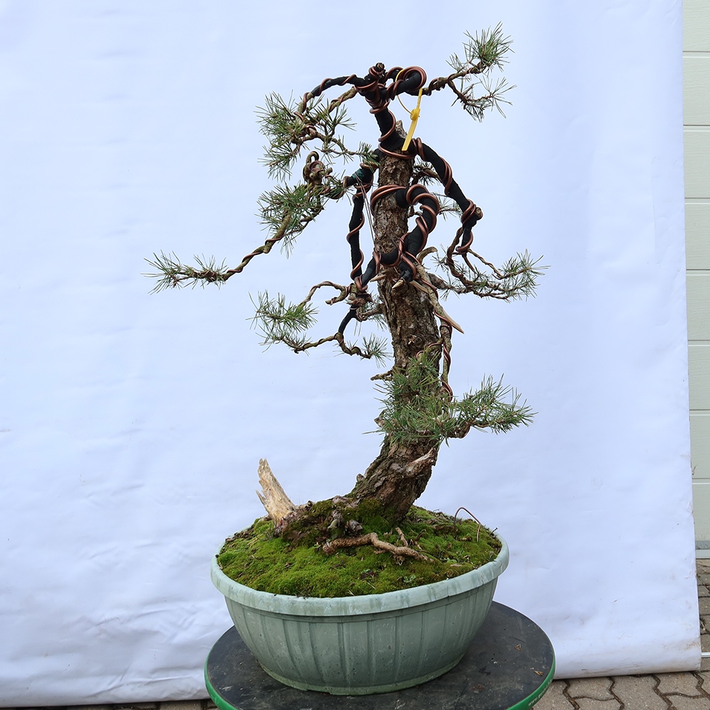 Pinus sylvestris Espagne - pin sylvestre