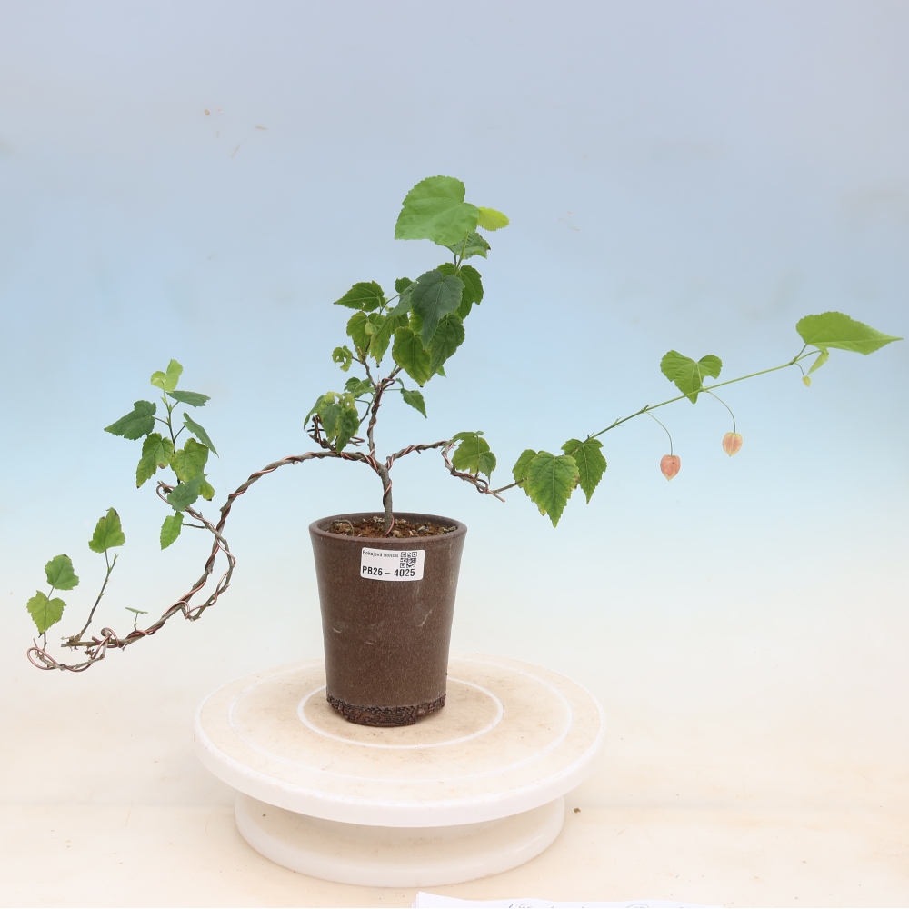 Bonsaï d'intérieur - Abutilon Big Bell - Cloudberry