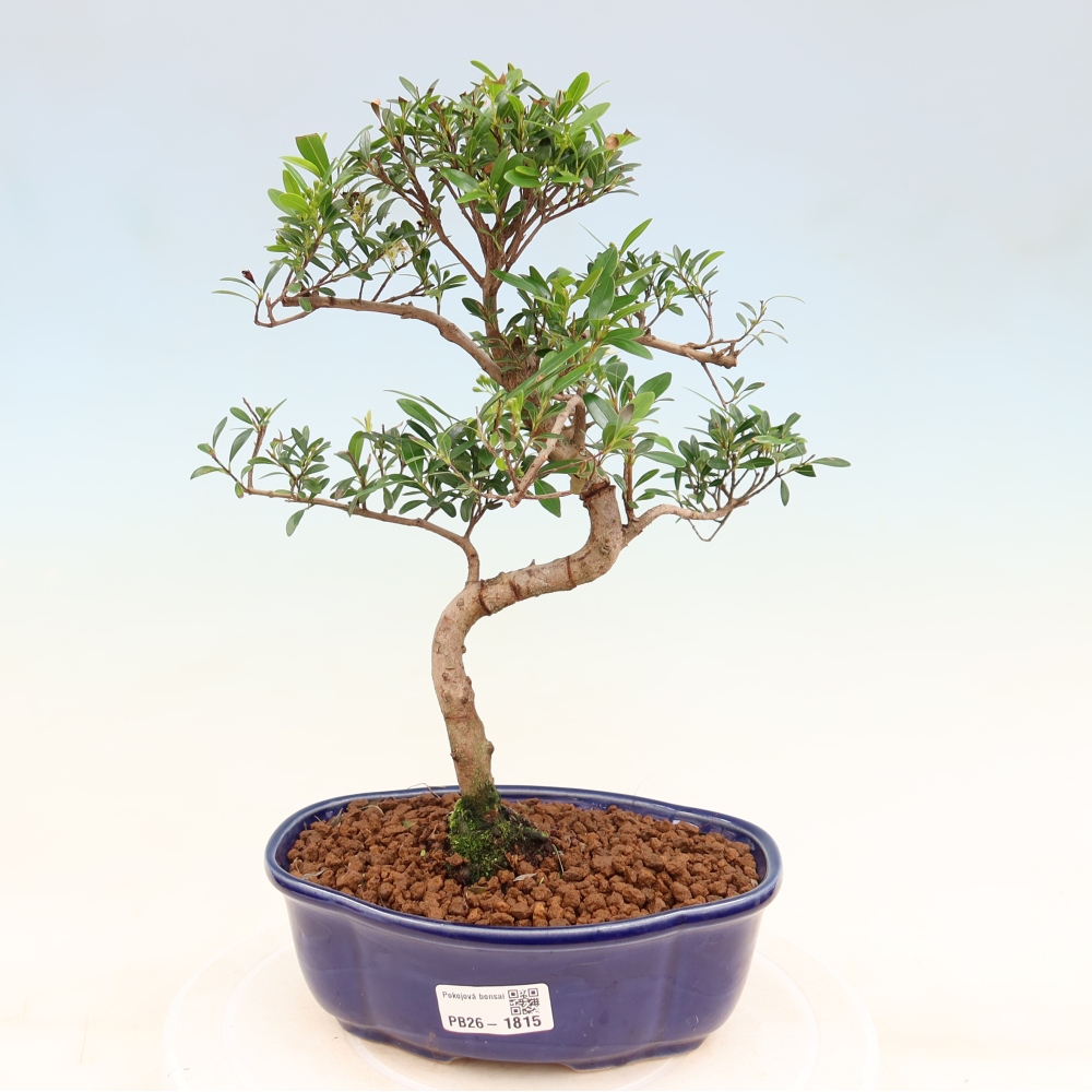 Bonsaï de chambre - Syzygium - Pimento