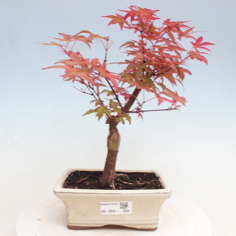 Bonsaï d'extérieur - Acer palmatum DESHOJO