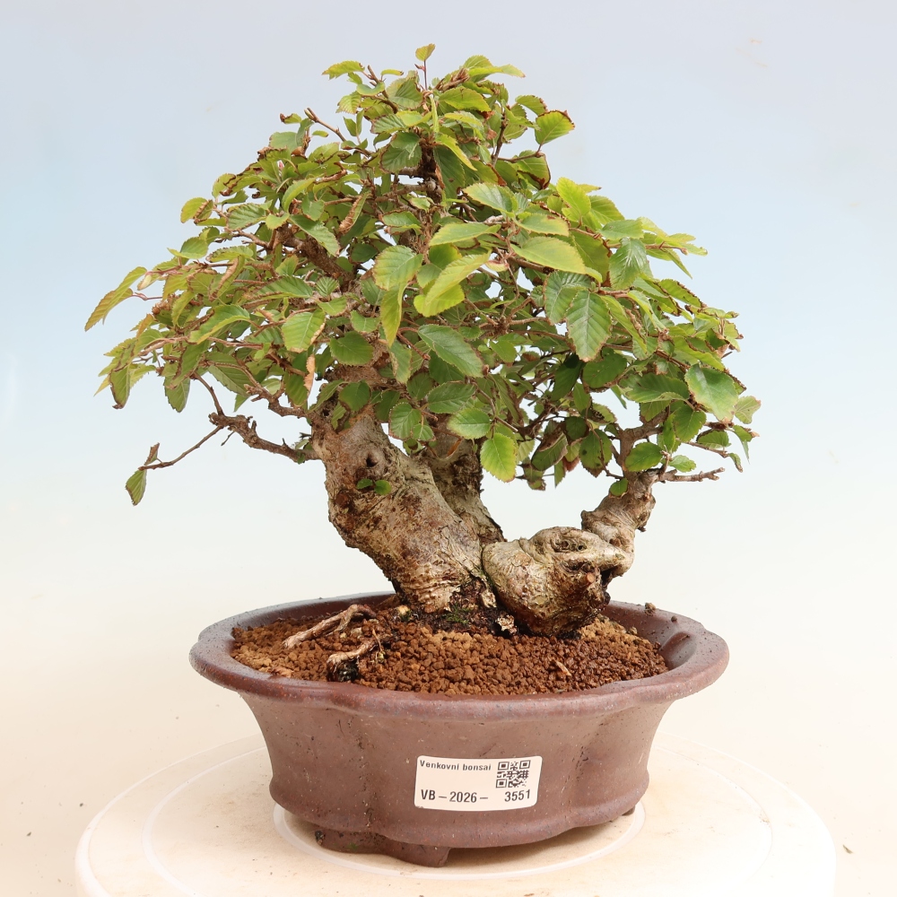 Bonsaï d'extérieur -Carpinus CARPINOIDES - Charme de Corée