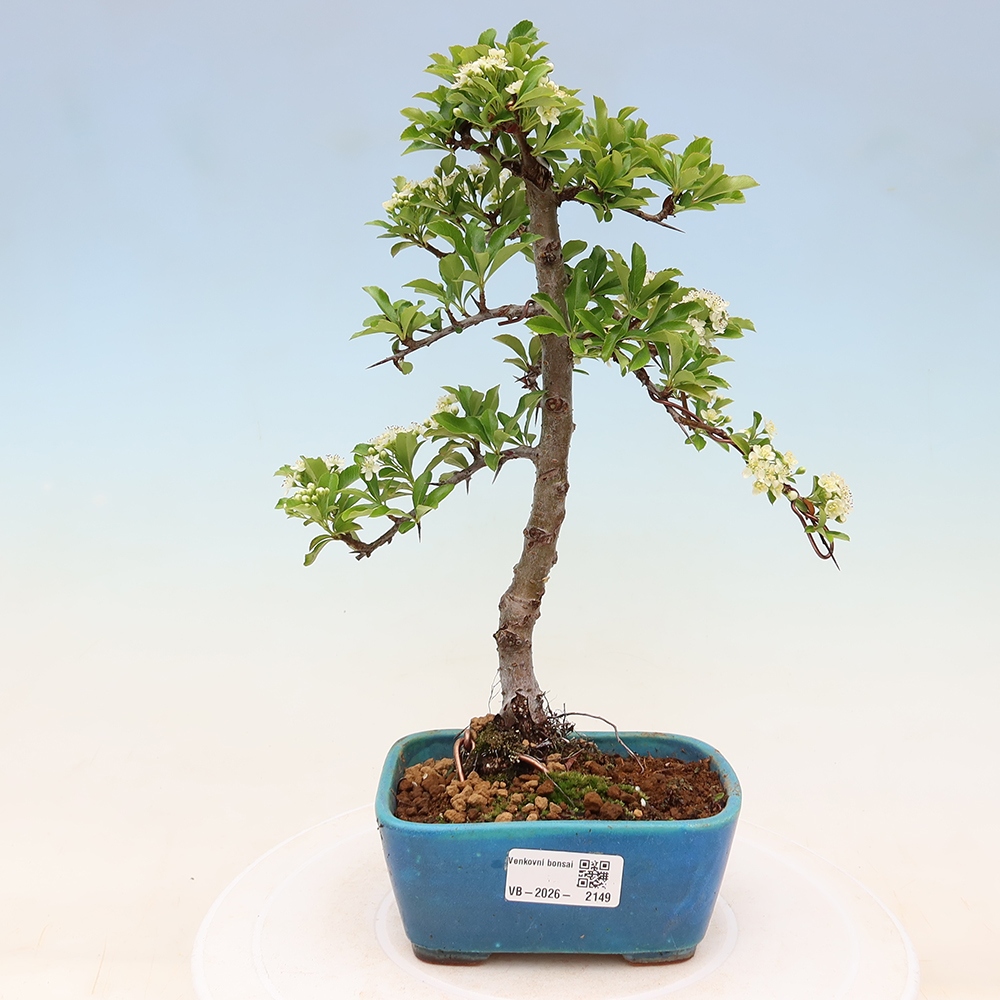 Bonsaï d'extérieur - Pyracantha teton - Pyracantha écarlate