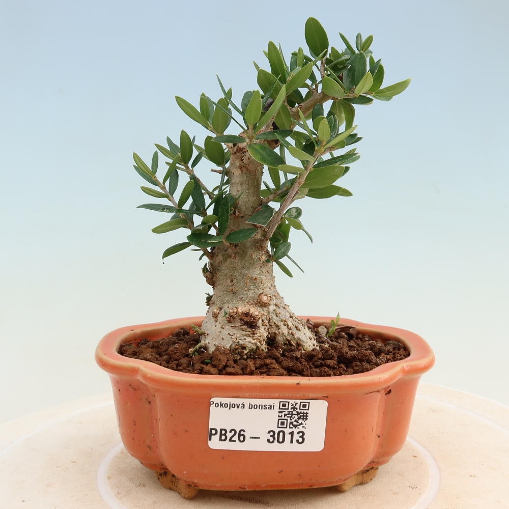 Bonsaï d'intérieur - Olea europaea sylvestris