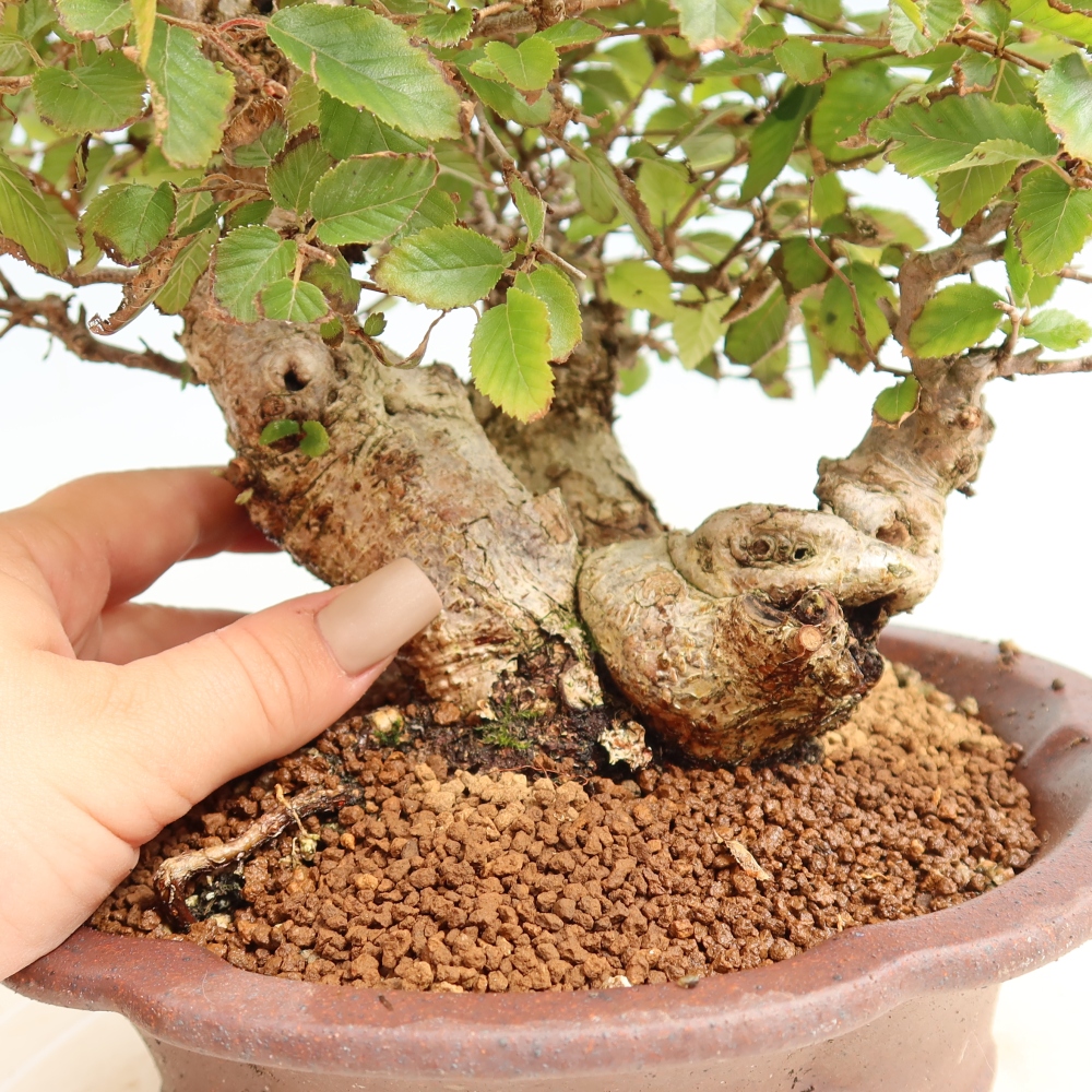 Bonsaï d'extérieur -Carpinus CARPINOIDES - Charme de Corée