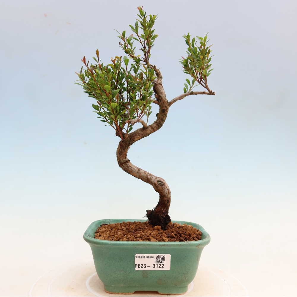Bonsaï de chambre - Syzygium - Pimento