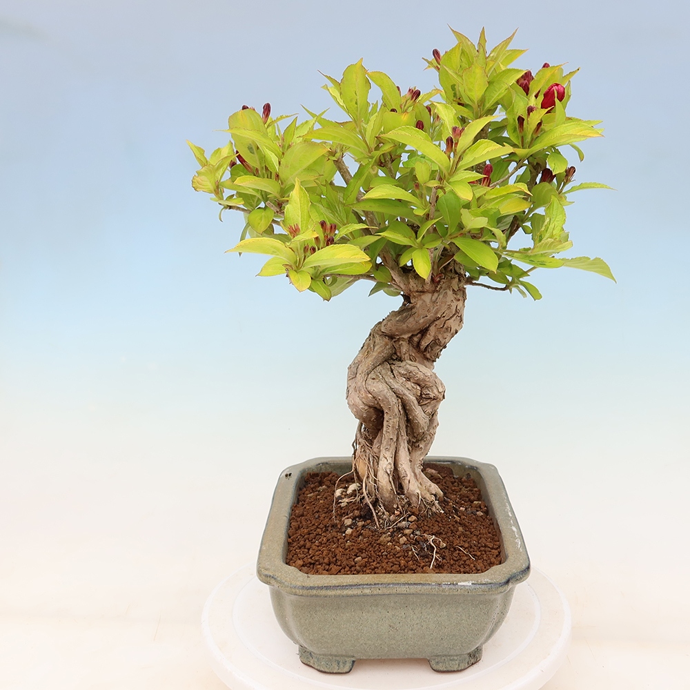 Bonsaï d'extérieur - Weigela subsessilis - Weigela de Corée