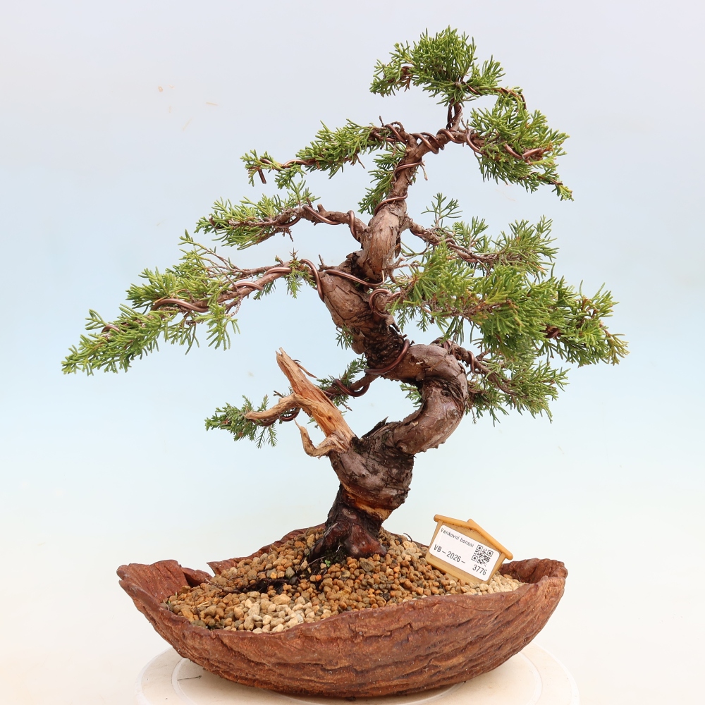 Bonsaï d'extérieur - Juniperus chinensis Itoigawa-Juniperus chinensis