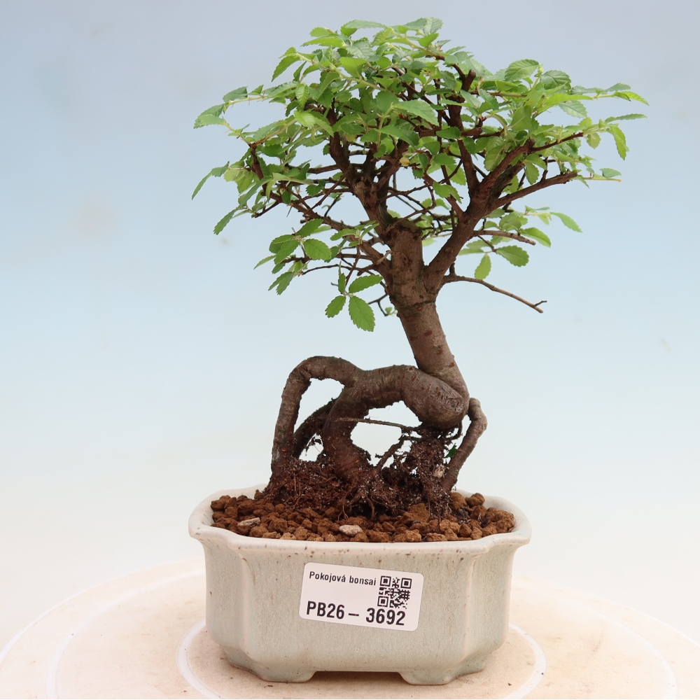Bonsaï de chambre - Ulmus parvifolia - Orme à petites feuilles