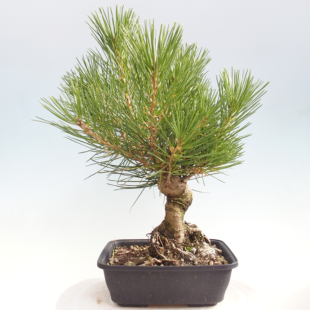Bonsaï d'extérieur - Pinus thunbergii - Pin de Thunberg