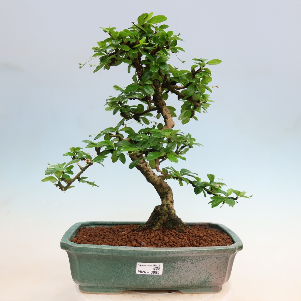 Bonsaï de chambre - Carmona macrophylla - Tea fuki
