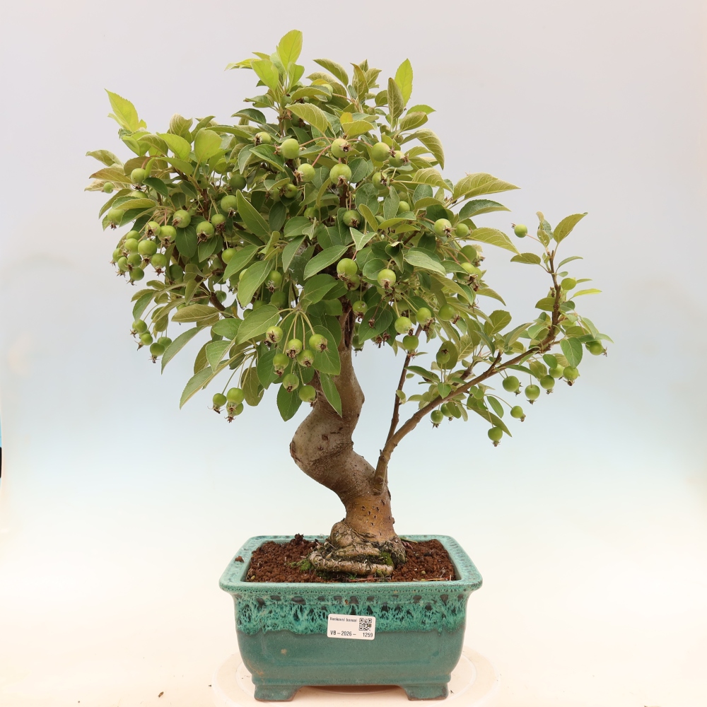 Bonsaï d'extérieur -Malus halliana - Pommier à petits fruits