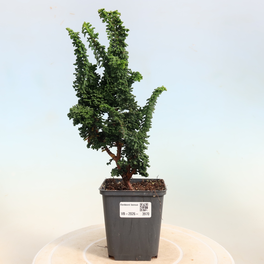 Bonsaï d'extérieur - Cham. obtusa SEKKA HINOKI - Cyprès