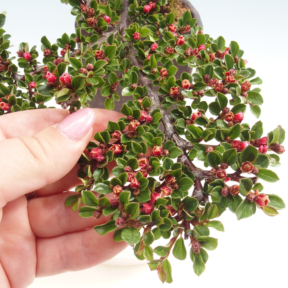 Bonsaï d'extérieur-Cotoneaster horizontalis - Rocky Mountain