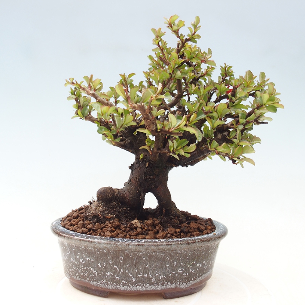 Bonsaï d'extérieur - Chaneomeles speciosa - Coing