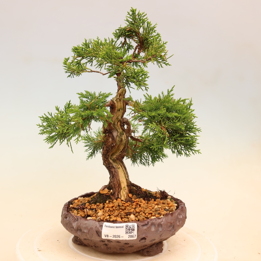 Bonsaï d'extérieur - Juniperus chinensis Itoigawa