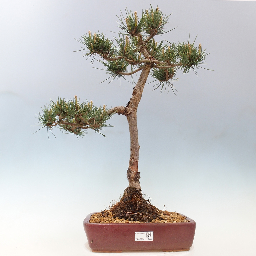 Bonsaï d'extérieur - Pinus Sylvestris Watererri - Pin sylvestre