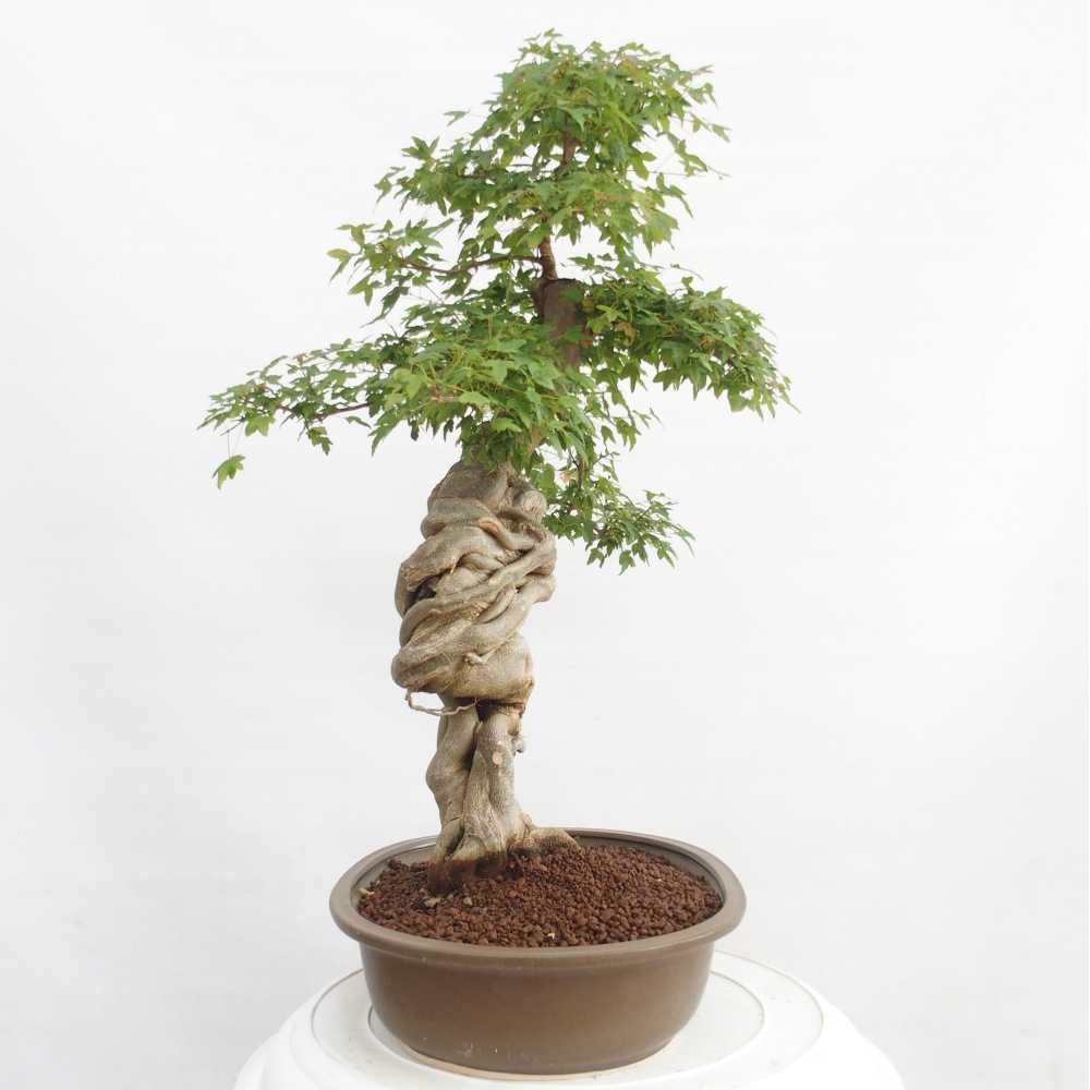 Bonsaï d'extérieur - Acer Buergerianum - Burger Maple