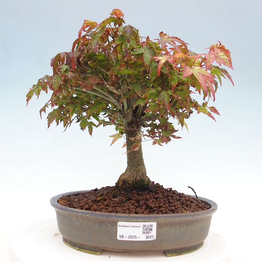 Acer palmatum KIOHIME - Érable palmé