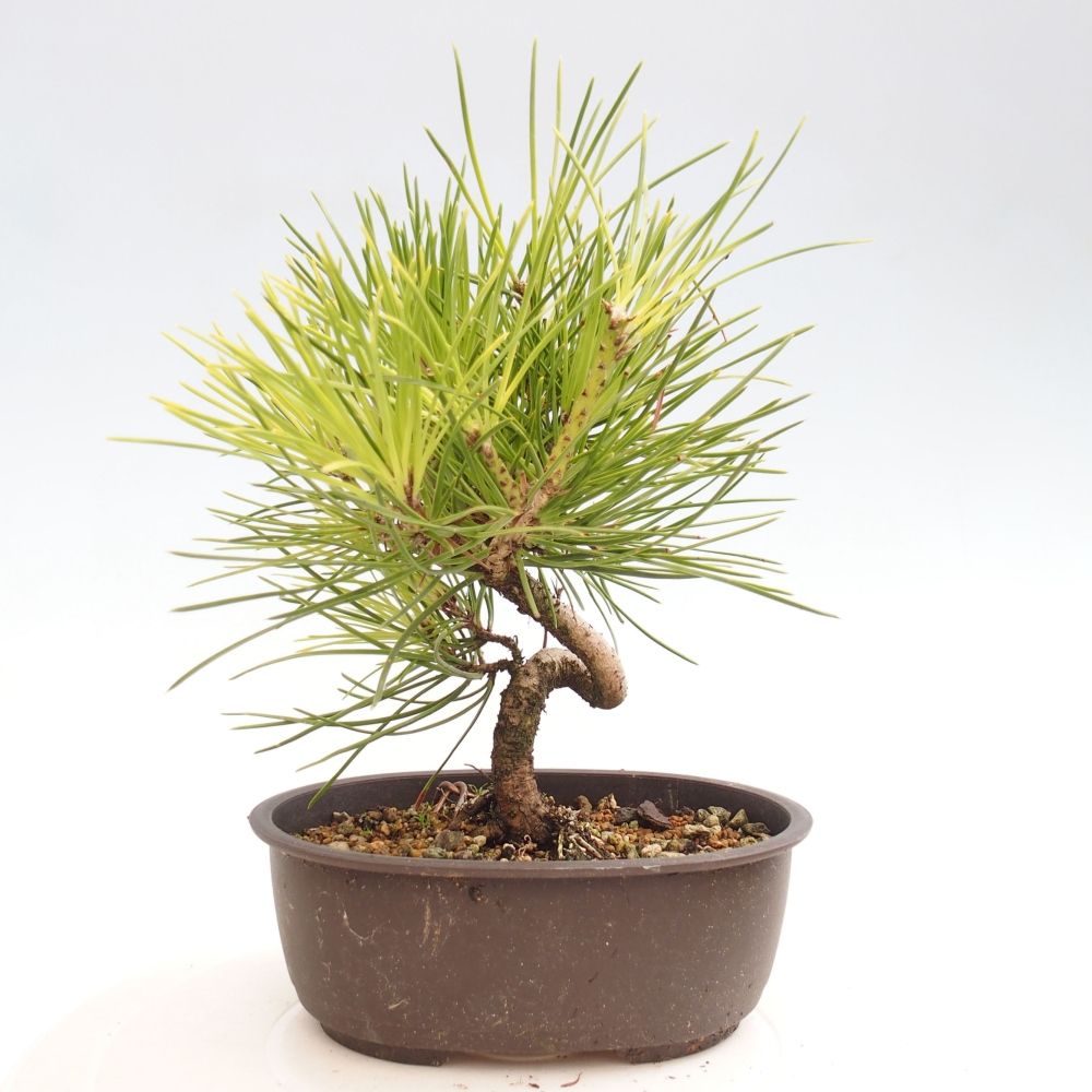 Bonsaï d'extérieur - Pinus thunbergii - Pin de Thunberg