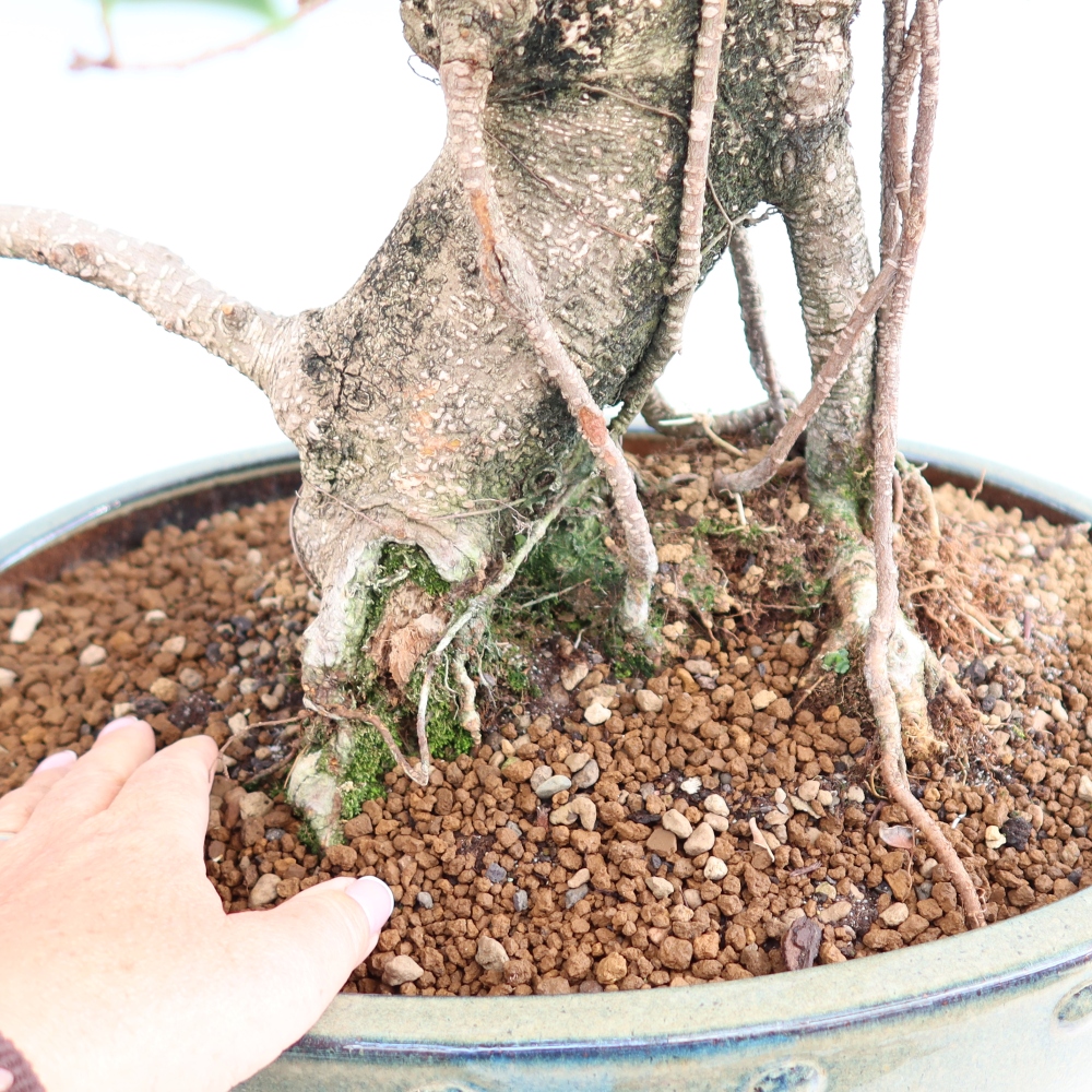 Salle bonsaï - Ficus kimmen - ficus à petites feuilles