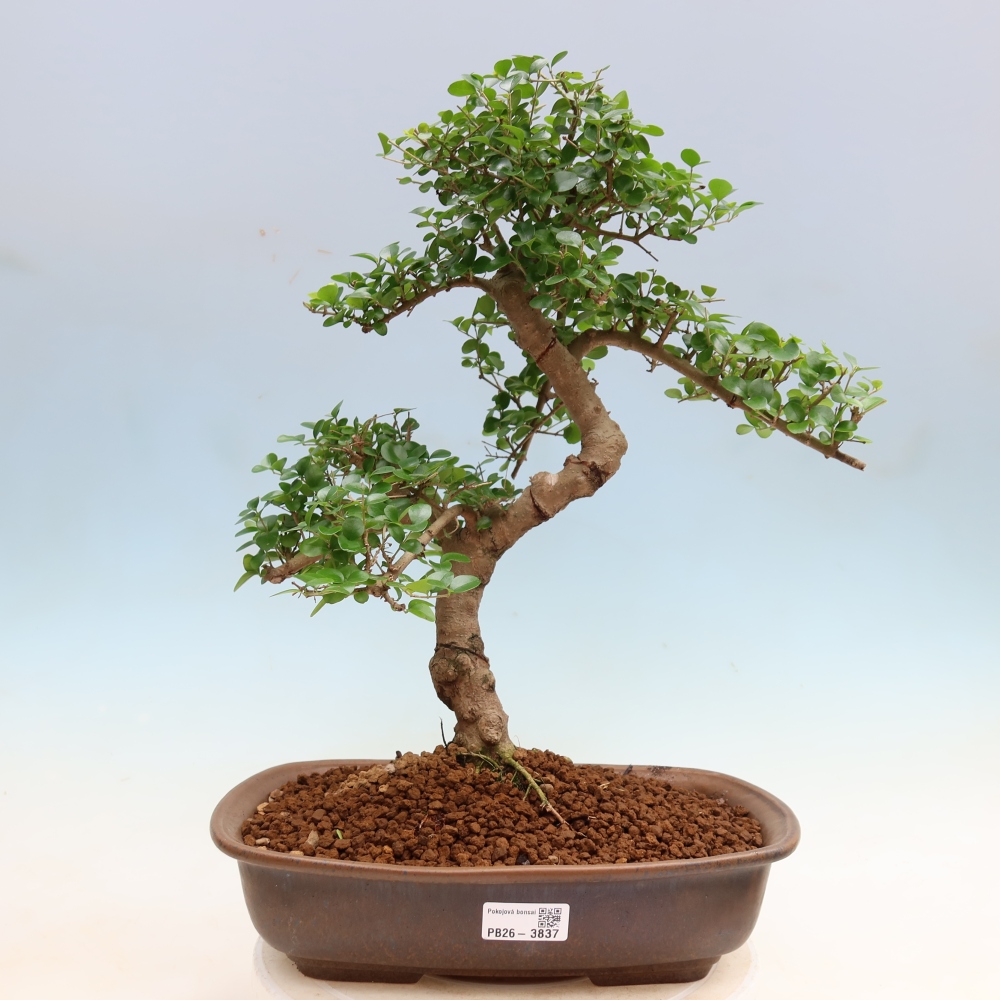 Bonsaï de chambre -Ligustrum retusa - bec d'oiseau à petites feuilles