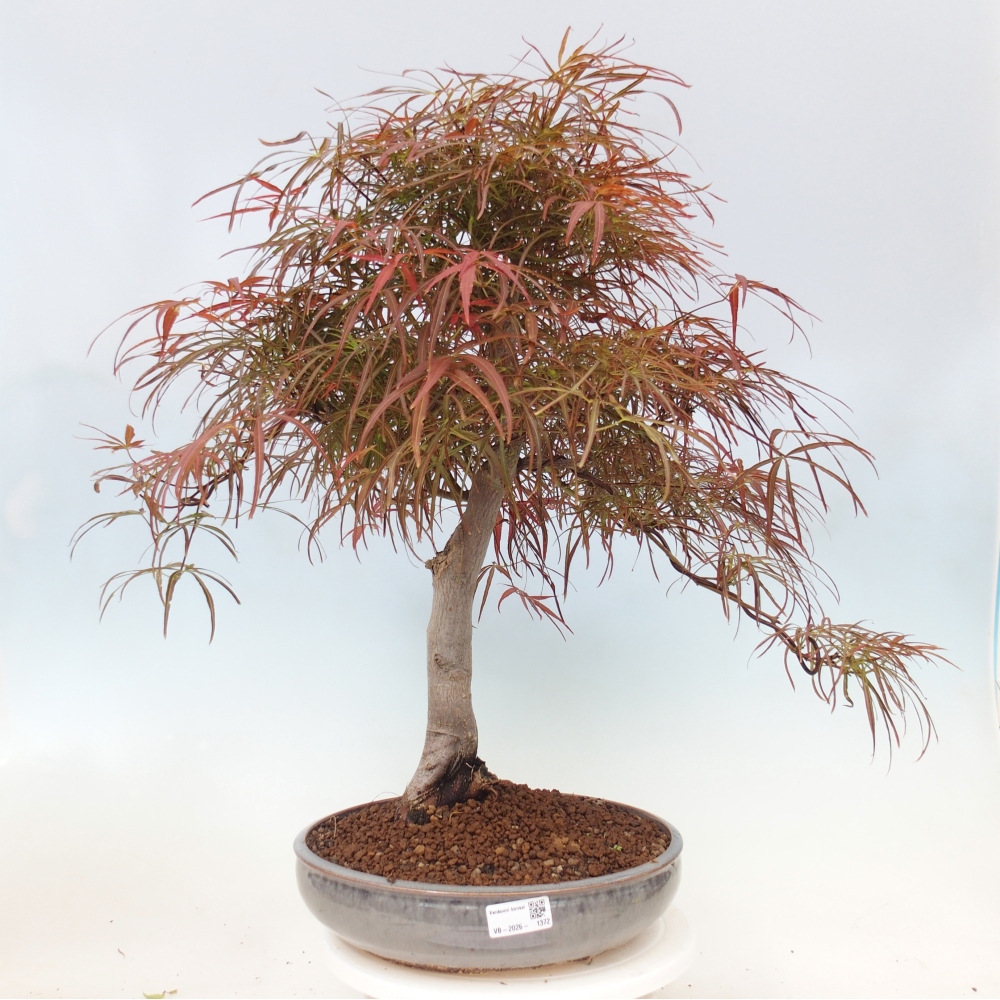 Bonsaï d'extérieur - Acer palmatum RED PYGMY