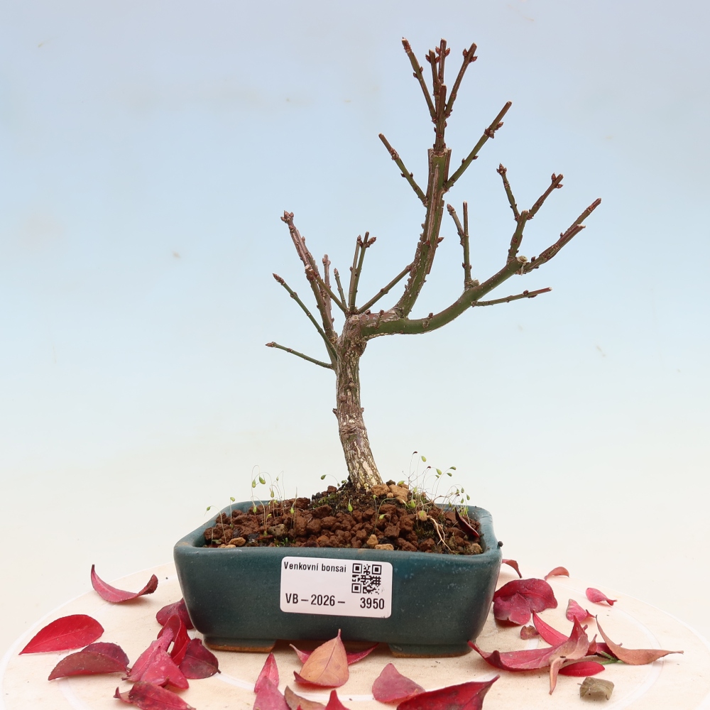Bonsaï d'extérieur -  Euonymus alatus comactus  - fusain ailé