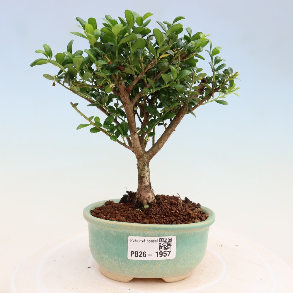 Bonsaï de chambre - Ilex crenata - Houx