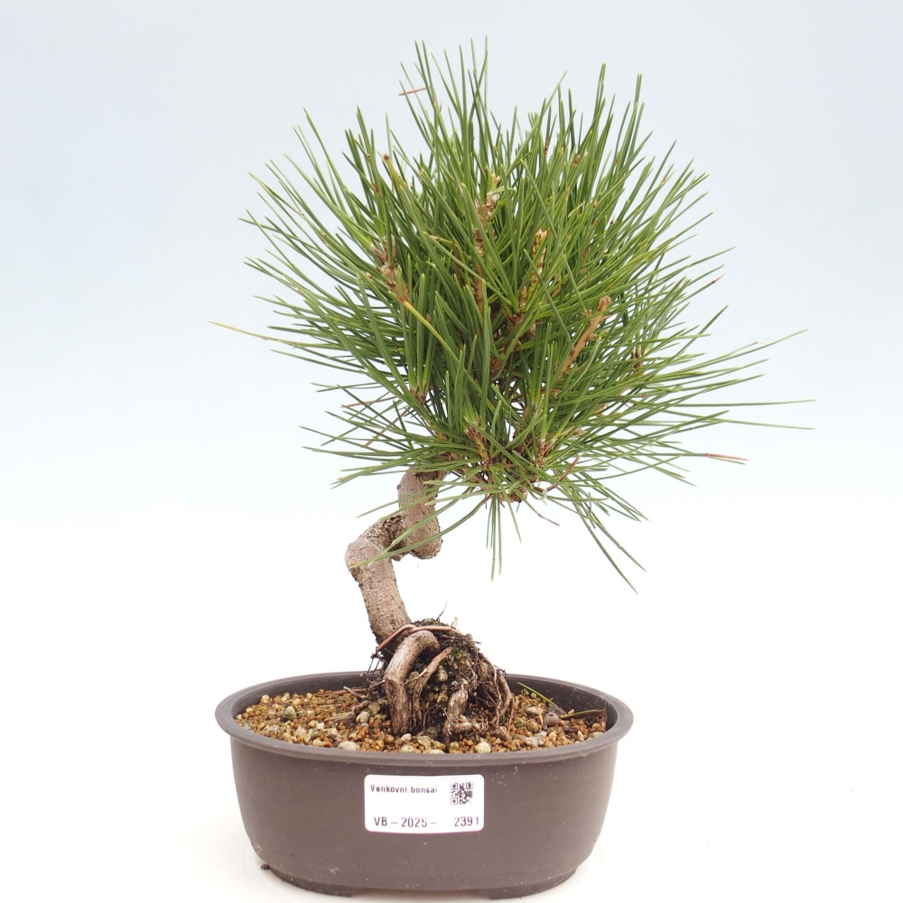 Bonsaï d'extérieur - Pinus thunbergii - Pin de Thunberg