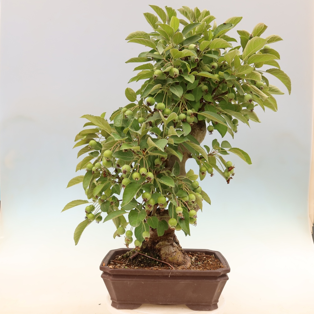 Bonsaï d'extérieur -Malus halliana - Pommier à petits fruits