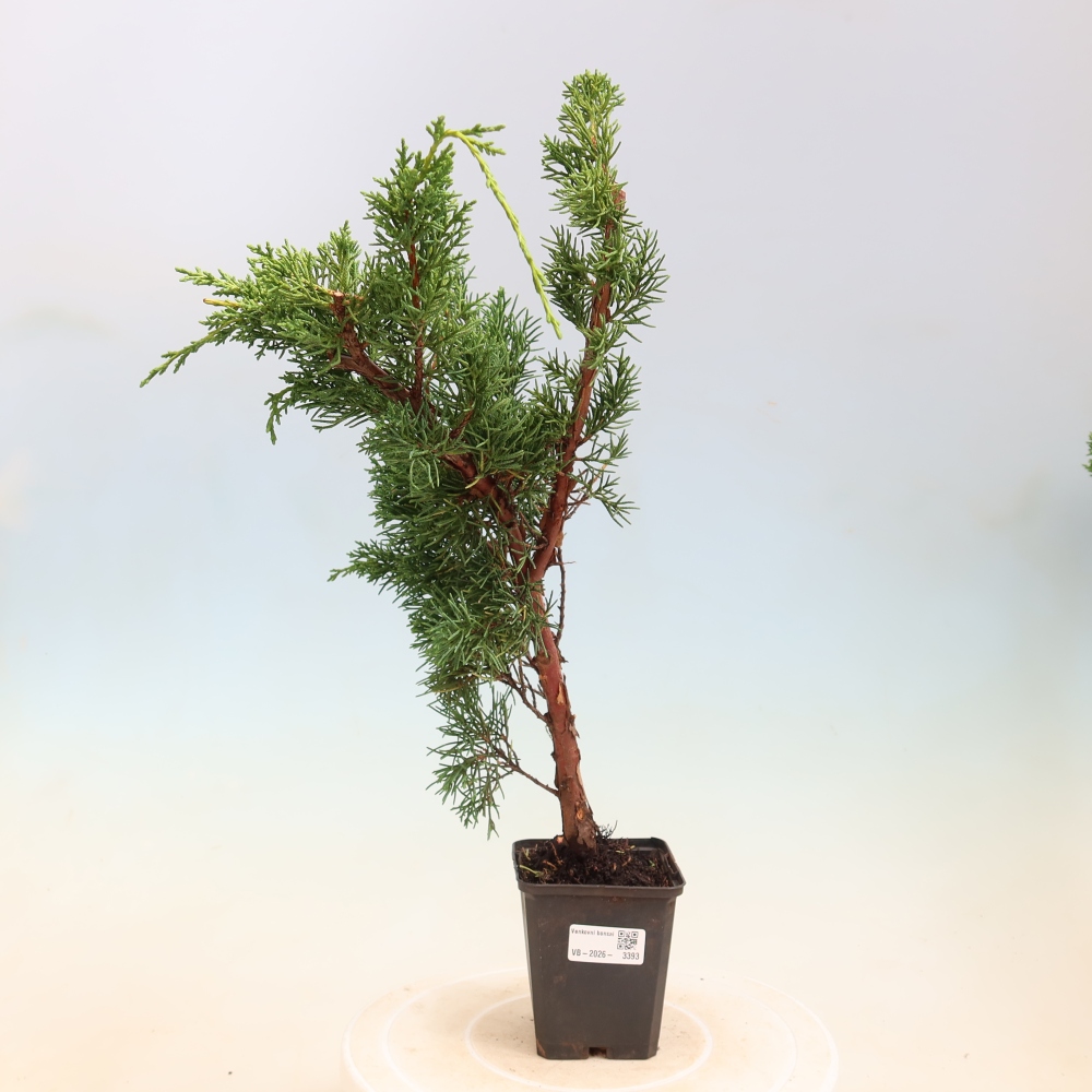 Bonsaï d'extérieur - Juniperus chinensis Kishu
