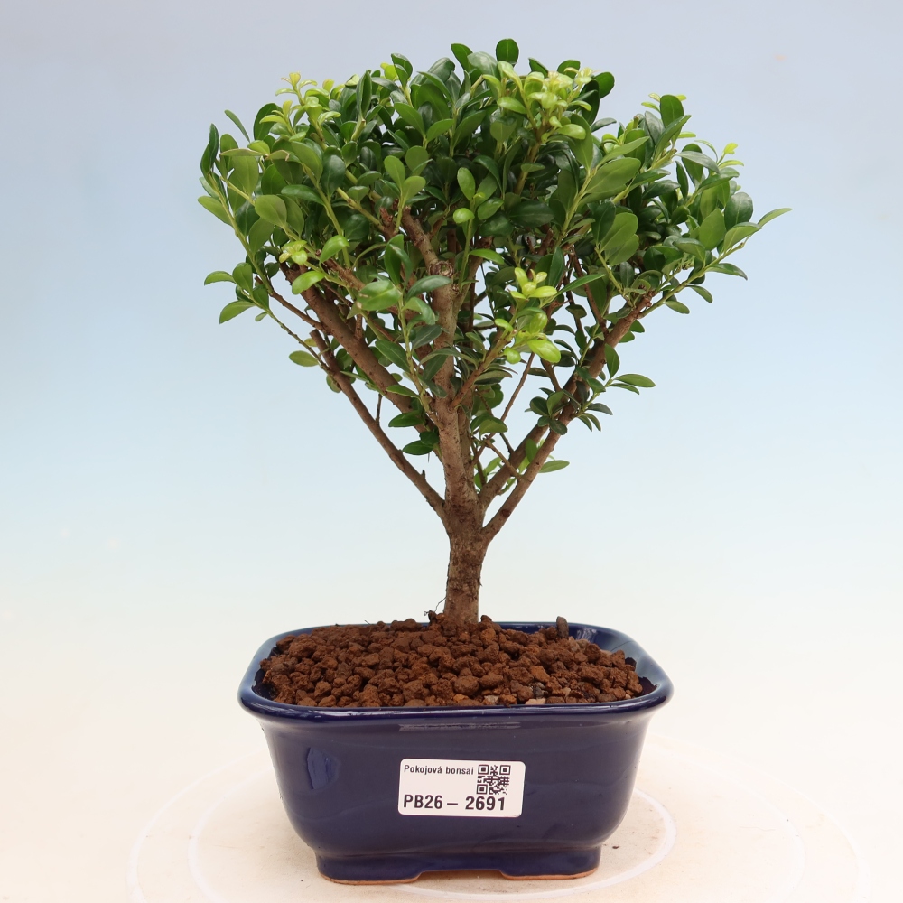 Bonsaï de chambre - Ilex crenata - Houx