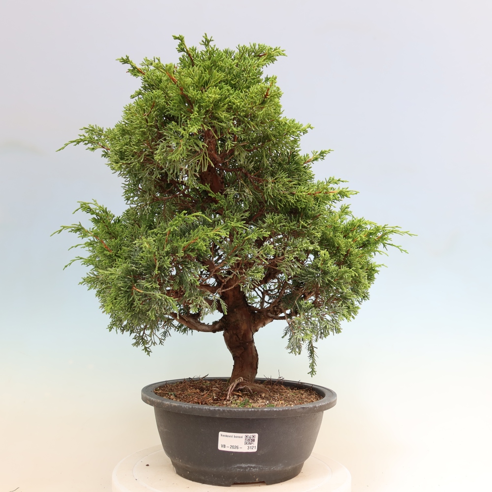 Bonsaï d'extérieur - Juniperus chinensis Itoigawa-Juniperus chinensis